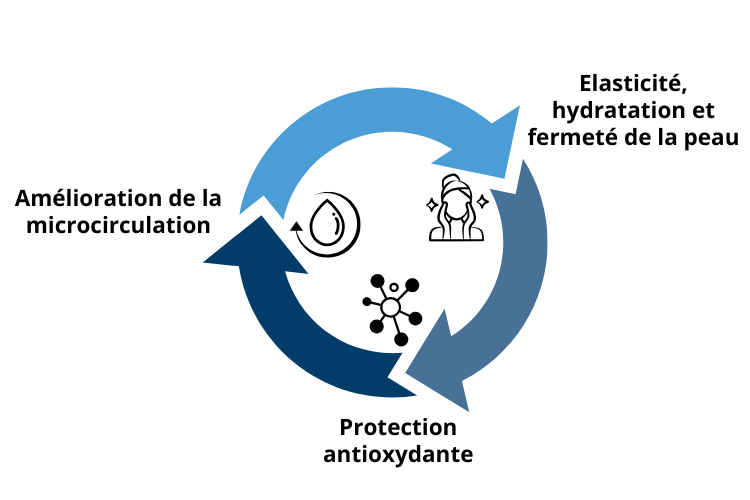 Les bienfaits et vertus du pycnogenol